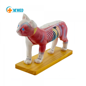 Cat acupuncture anatomical model