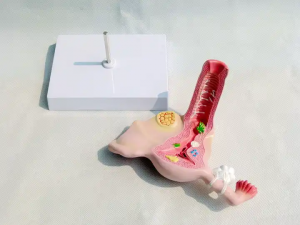 စက်ရုံမှထုတ်လုပ်သော ဆေးဘက်ဆိုင်ရာမီးယပ်အမျိုးသမီး Ovarian မျိုးပွားမှုဖွဲ့စည်းပုံ Ovarian Uterus Model