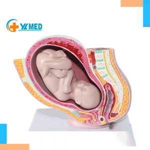 Human Female Pelvic Section Pregnancy Anatomical Model Nine Months Baby Fetus Model Life Size with Removable Organs 4-Parts