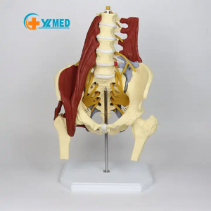 scienza medica Sospesa corpu umanu vertebra lombare di cinque sezioni cù ernia di discu intervertebrale nervu cù mudellu musculu