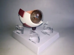 Mënschlechen Auge Struktur Léiermodell Auge Anatomie Modell Okulär Lens Krankheet Demonstratioun Léier