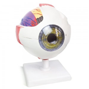 6X Enlarged Human Eye Anatomical Model, 6 Parts Eyeball Anatomical Model Showing Optic Nerve Cornea Iris Lens and Vitreous Body with Detachable Stand for Medical Classroom Teaching Research