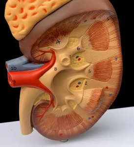 Medicininis nefrono glomerulų padidėjimas inksto anatomija Žmogaus inksto modelis šlapimo sistemos endokrininė analizė Medicininis modelis