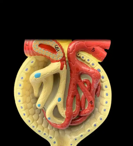 Anatomia del rene ingrandito del glomerulo del nefrone medico Modello del rene umano analisi del sistema urinario endocrino Modello medico
