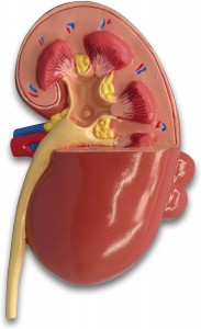 Anatomy urology special renal lesion model human kidney anatomy model