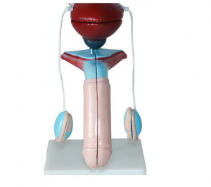 PVC medical human anatomical model showing kidney ureter bladder uterus teaching equipment