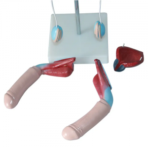 PVC medical human anatomical model showing kidney ureter bladder uterus teaching equipment