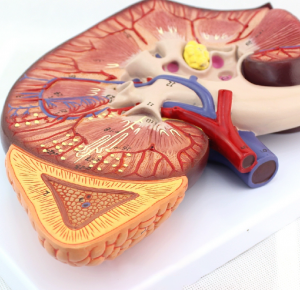Nov povečevalni model anatomije ledvic
