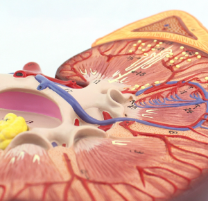 Imodeli yokukhulisa inoveli ye-renal anatomy