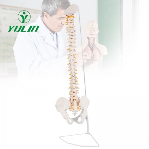 Flexible Spine Model, 34.6” Life Size Human Spinal Cord Anatomical Model with Stand, for Science Study or Patient Education