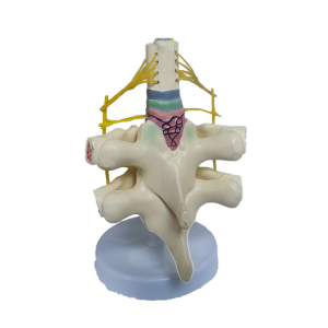 Medical Science Teaching Equipment Medical Human Anatomical Education Model PVC Spinal Nerve Enlargement Skeleton Model