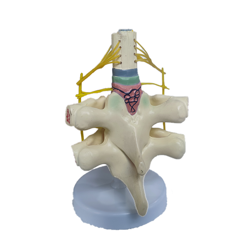 Medical Science Teaching Equipment Medical Human Anatomical Education Model PVC Spinal Nerve Enlargement Skeleton Model