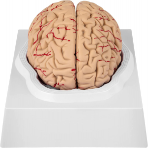 Human Brain Model for Teaching Neuroscience with Vessels Life Size Anatomy Model for Learning Science Classroom Study Display Medical Model