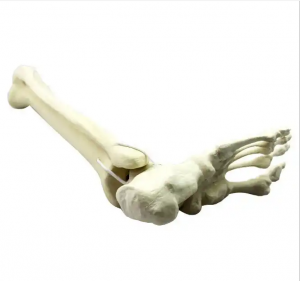 Bahan bantu mengajar model biologi Human Plastic Foot Bone Skeleton Model untuk sains perubatan