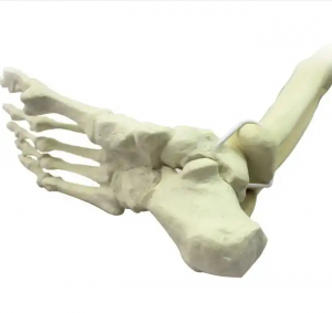 Nā kōkua aʻo kumu hoʻohālike koʻikoʻi Human Plastic Foot Bone Skeleton Model no ka ʻepekema lapaʻau