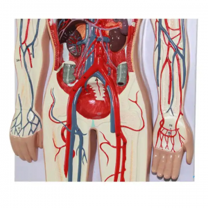 Високоякісна медична наука. Рельєфна модель системи кровообігу людини. Анатомічна модель кровообігу людини