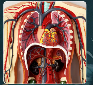 Élmu Médis Kualitas Tinggi Sistem Sirkulasi Darah Manusa Model Embossed Modél anatomi sirkulasi getih manusa