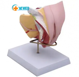 Durable Educational Model Professional Version Txiv neej thiab poj niam Reproductive Structure Model Detachable Human Organ Anatomy Model