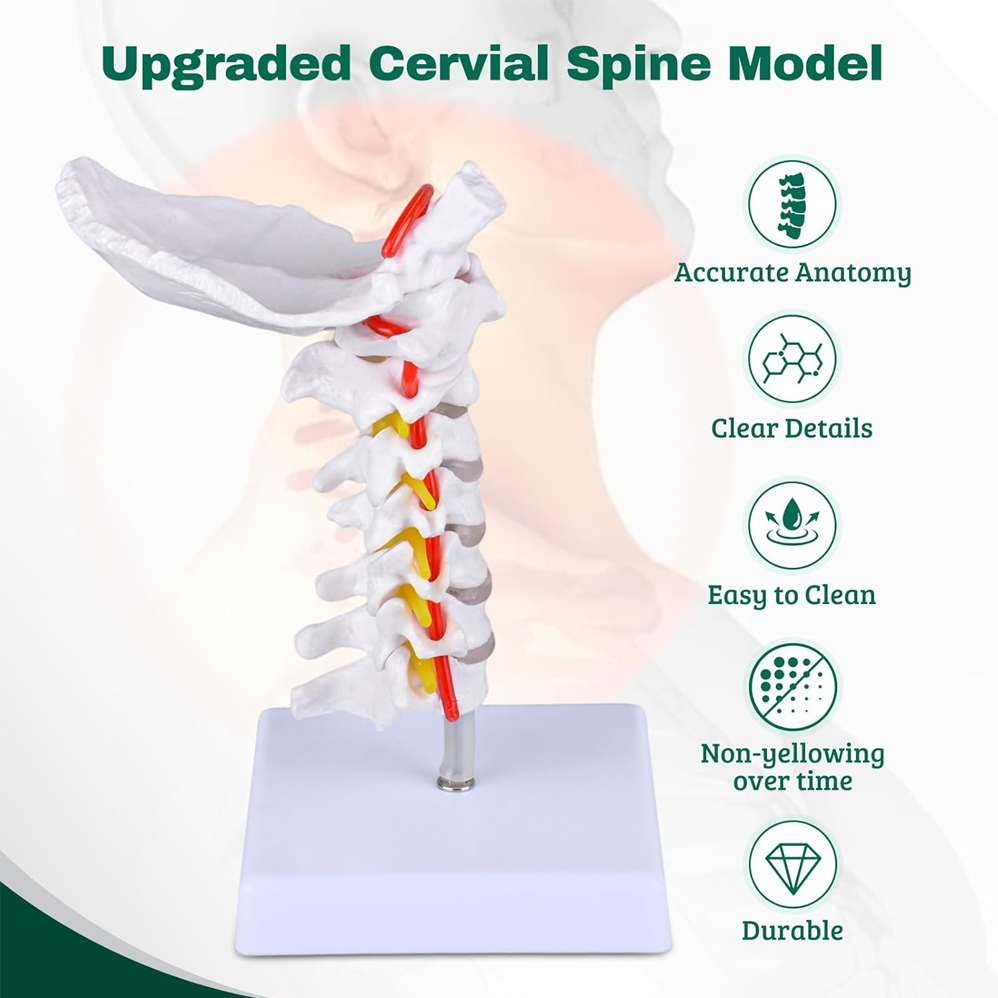 颈椎模型21515