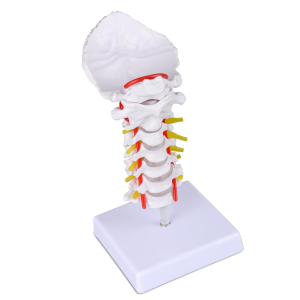 Cervical Spine Model with Cervical Vertebrae, Cervical Nerves, Vertebral Arteries & Occipital Plate for Medical Education