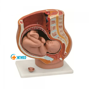 Human Female Pelvic Section Pregnancy Anatomical Model Nine Months Baby Fetus Model Life Size with Removable Organs 4-Parts