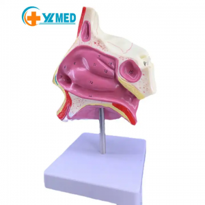 Talla adulta Anatomia del cap Model de boca, nas i gola ensenyament mèdic del nervi vascular medial model nasal ensenyament d'accessoris mèdics